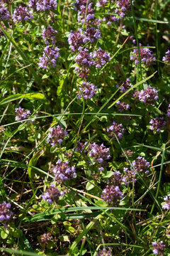 Vertical view of blooming purple thyme flowers scattered among tall green grass in a sunny field. Great for herbal botanical art, vertical floral backgrounds, and natural medicine concepts.