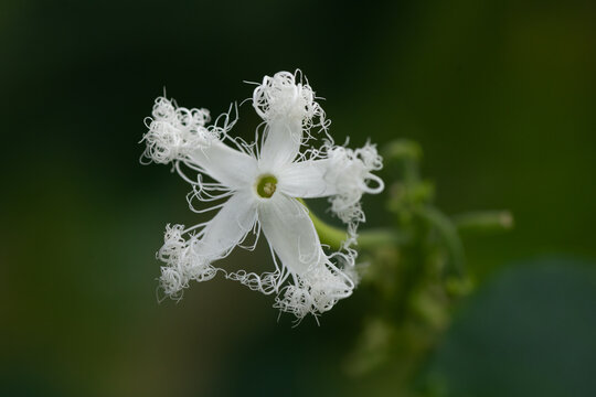ヘビウリの花