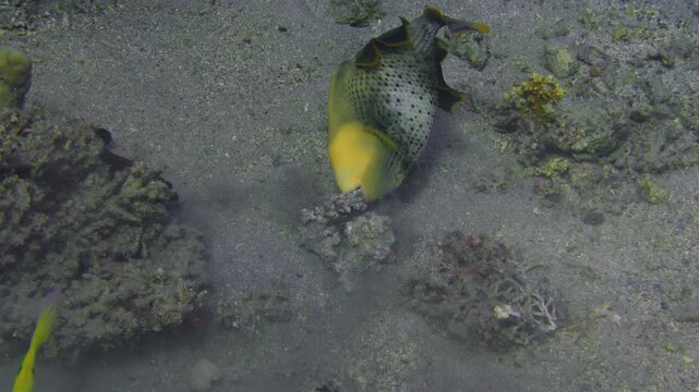 Baliste titan &agrave; t&ecirc;te blanche d&eacute;place du corail