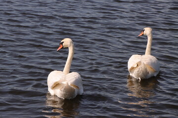 A pair of graceful white mute swans swim together on the dark wavy surface of the lake under bright sunlight. Scenic nature and wild bird photography © Iana Andrushchenko