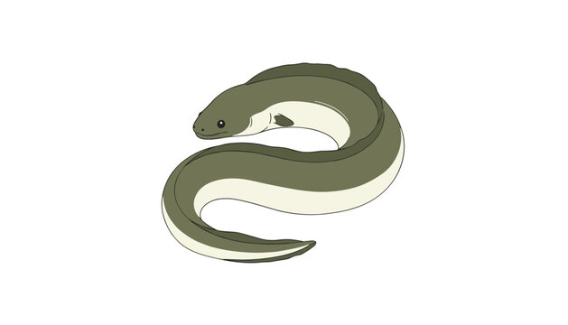 Detailed color illustration of a long olive green freshwater eel in an s-shaped swimming pose on a white background.