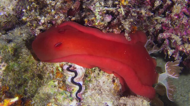 Danseuse espagnole de nuit sur du corail