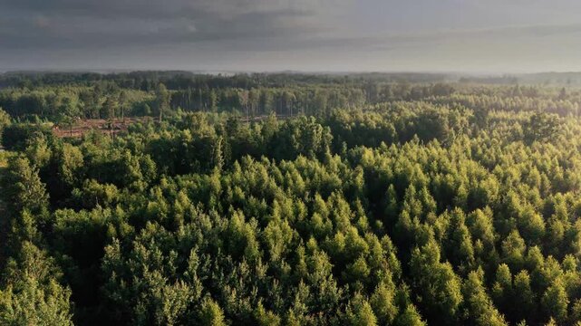 Aerial view of vast, dense forest under soft morning light. Trees stretch endlessly across rolling terrain, creating lush greenery. Mist drifts gently through treetops