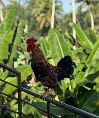 rooster in the garden © Visakh