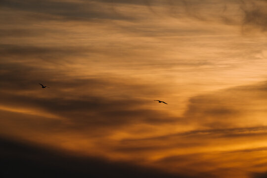 View of two birds flying against a dramatic golden hour sky at sunset in Marloes, Wales, United Kingdom.