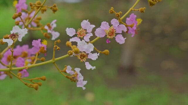 Macro video of a black ant crawling on pink crape myrtle flowers
