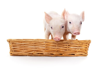 Two small pink piglets in a wicker basket isolated on white background. © ANASTASIIA