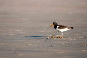 Haematopus palliatus, Amerikanischer Austernfischer auf sandigem Strand, auf Nahrungssuche, Atlantikküste. © Joachim