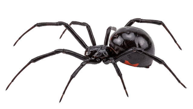 Black widow spider isolated PNG on transparent background