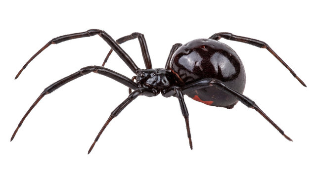 Long legged black widow isolated PNG on transparent background