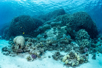 Exploring the coral reef at Safaga in the Red Sea, Egypt © Subphoto