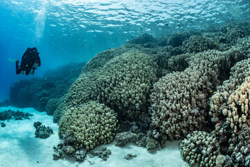 Technical diver explores coral reefs in Safaga, Red Sea, Egypt © Subphoto