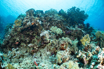 Coral reef exploration in Safaga, Red Sea, Egypt © Subphoto
