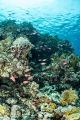 Colorful fish swimming near coral reef in Safaga Red Sea Egypt © Subphoto