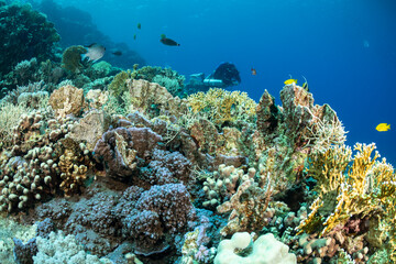 Technical diver explores coral reef in Safaga, Red Sea, Egypt © Subphoto