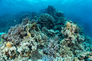 Coral reef view at Safaga in the Red Sea of Egypt © Subphoto