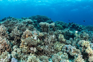 Underwater scene of a coral reef in Safaga, Red Sea, Egypt © Subphoto
