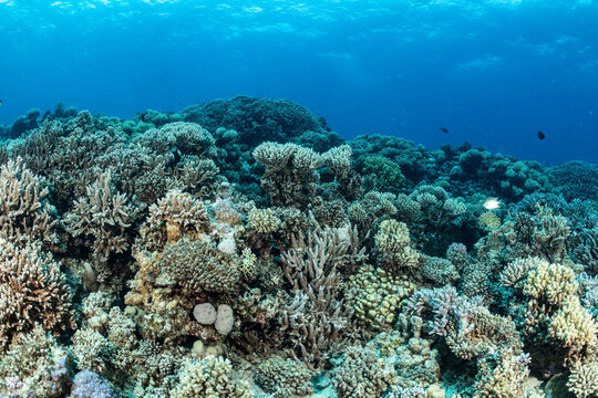 Underwater scene of a coral reef in Safaga, Red Sea, Egypt
