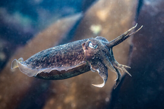 Common cuttlefish swimming in waters near Le Croisic, Brittany, France