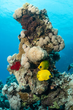 Blue-cheeked butterflyfish swimming near coral in Red Sea