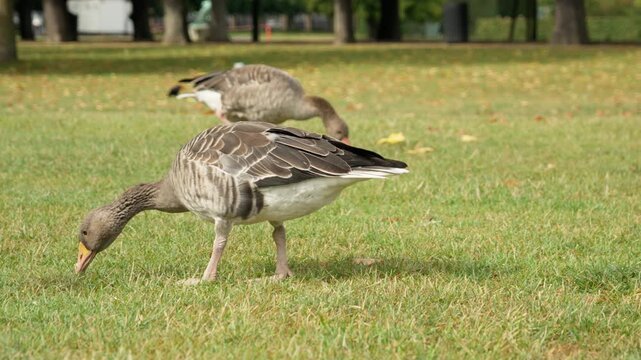 Two greylag geese search for food on fresh grass in Rosenborg Park in Copenhagen. Wild birds exhibit natural feeding behavior on a lawn. An educational scene of avian fauna and ornithology.