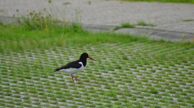 An Eurasian oystercatcher (Haematopus ostralegus) runs across a green parking area