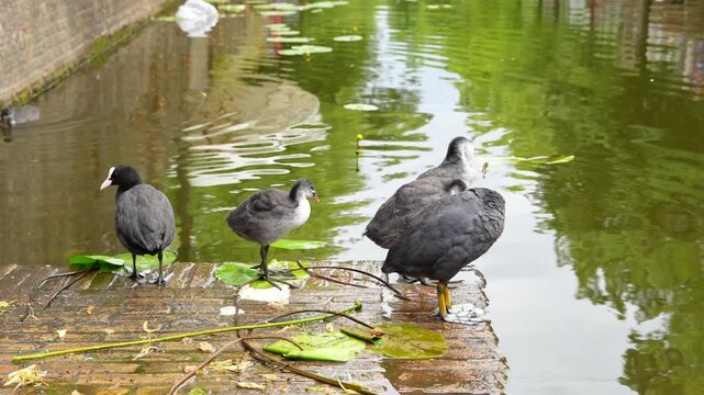 Coots (Fulica atra) with chicks on a small wooden platform by the water