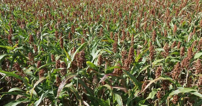 Sorghumhirse (Sorghum bicolor). Ein mit Mais verwandtes Getreide, das urspr&uuml;nglich aus Afrika stammt und f&uuml;r den menschlichen und tierischen Verzehr angebaut wird.
