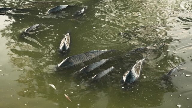 Large carp swarm and feed at the water surface in Rosenborg Park pond in Copenhagen. Dense school of hungry river fish gathers for feeding. A concept of aquaculture and freshwater fauna.