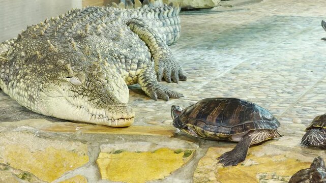 A massive Nile crocodile and a small turtle rest peacefully together in their zoo enclosure in Saint Petersburg. This surprising and fascinating scene brings a sense of calm wonder and quiet joy.