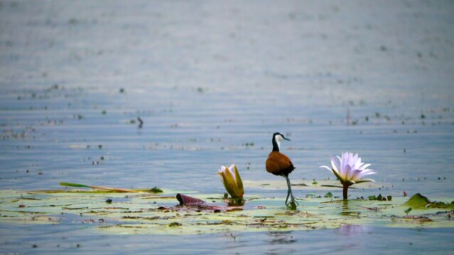 jacana, Actophilhornis africana, on a leaf of a water lily 481
