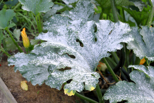 Cucurbita pepo. Powdery mildew, fungal disease causing a white dust-like coating on a courgette plant.
