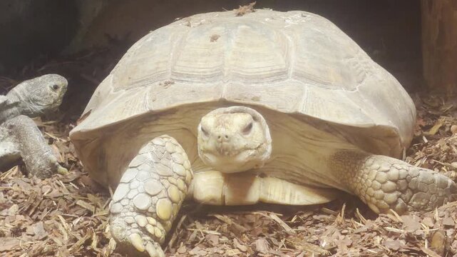 An African spurred tortoise rests calmly on wood chips in its zoo enclosure in Saint Petersburg. This peaceful scene fills viewers with a sense of quiet wonder and gentle joy.