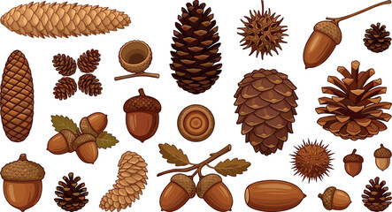 Autumn Pinecone and Acorn Vector Element Set Featuring Diverse Pine Cones Oak Nuts and Chestnuts for Forest Botanical Designs © Sarifa