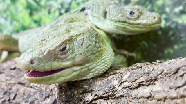 Two green lizards rest calmly on a log in their enclosure at the Leningrad Zoo in Saint Petersburg. This peaceful scene evokes a feeling of quiet wonder and serene relaxation.