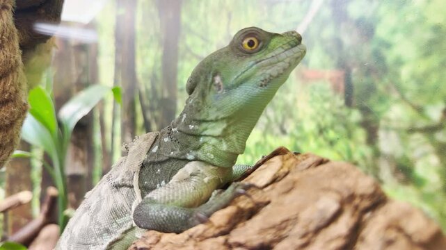 A green crested basilisk rests and sheds skin in its terrarium at the Saint Petersburg zoo. This fascinating reptile brings a calm sense of wonder and joy.