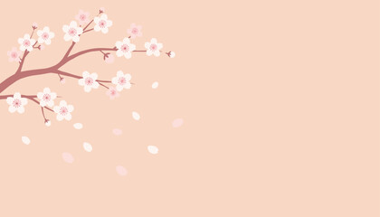 Fototapeta premium Soft pink cherry blossom branch with blooming sakura flowers and falling petals on warm pastel background, vector.