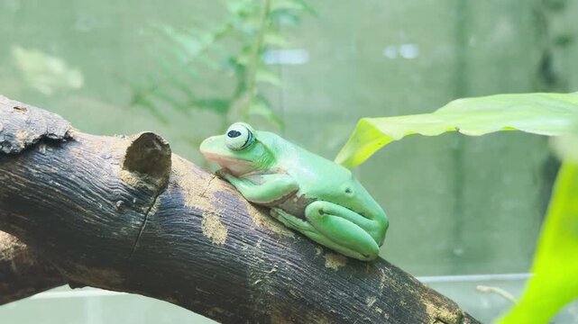 A green tree frog rests peacefully on a branch in its terrarium at the Saint Petersburg zoo. This cute amphibian brings a wonderful feeling of calm wonder and quiet joy.