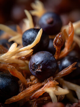 Macro juniper berry cluster with dried brown calyx and pale sepals, close up texture and aromatic botanical detail in warm tones