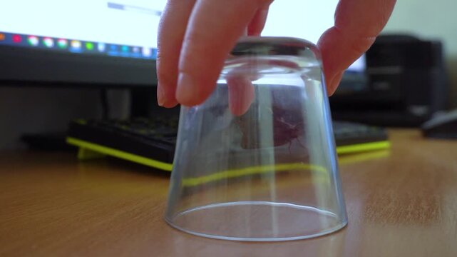A captured nocturnal moth in a glass jar. Releasing the insect. A transparent jar on a work desk.
