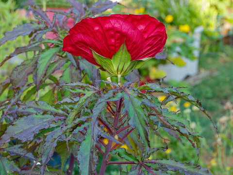 Sumpf-Roseneibisch  'CAROUSEL Red Wine' (Hibiscus moscheutos). Gro&szlig;e, scharlachrot Bl&uuml;ten an der Spitze eines purpurfarbenen St&auml;ngels, der mit dekorativem, gelapptem, bronzegr&uuml;nem Laub bedeckt ist

