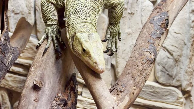 A monitor lizard climbs branches in its enclosure at the zoo in Saint Petersburg. This peaceful reptile inspires quiet wonder and serene awe.