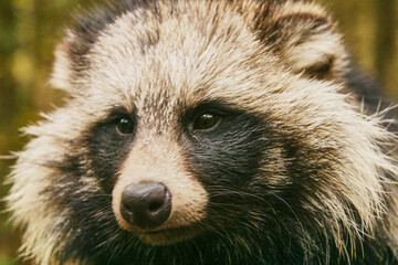 common raccoon dog, Nyctereutes procyoniodes, in forest, portrait 450 © meyblume
