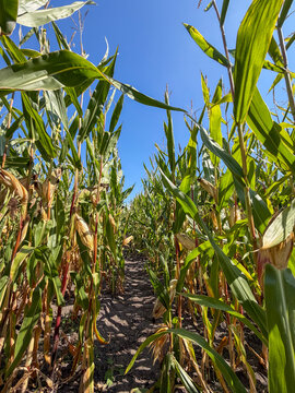 Low-Angle View Through Tall Corn Field Rows Under Blue Sky, Rijkevorsel, Belgium