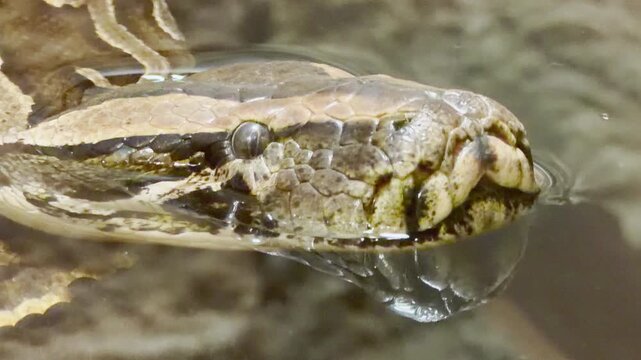 A large python swims quietly in the water at the zoo in Saint Petersburg. This calm reptile evokes a feeling of thrilling suspense and quiet wonder.