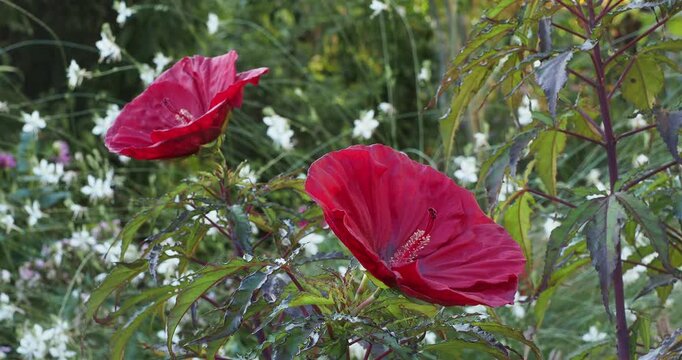 Gro&szlig;en Bl&uuml;ten von Sumpf-Roseneibisch 'Carousel Red Wine' (Hibiscus moscheutos) mit dunkelroten Bl&uuml;tenbl&auml;ttern und Dekoratives purpurbronzefarbenes Laub, schaukelte an kr&auml;ftigen, violetten Stiels
