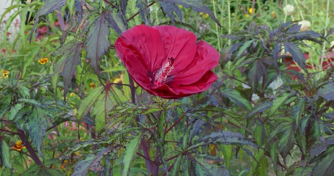 Hibiscus moscheutos - Sumpfeibisch 'Carousel Red Wine'. Blume auf kr&auml;ftigem, buschigem Stiel mit ovalen, gelappten, matten und samtigen bronzegr&uuml;nen Bl&auml;ttern, erzeugen ein dekoratives Spiel von Licht 