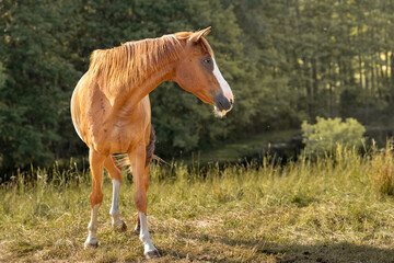 Beautiful chestnut horse standing in a sunlit meadow near a forest, captured in warm evening light, showcasing its flowing mane and natural elegance in a peaceful rural setting © Vilma