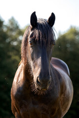 Majestic dark horse portrait standing outdoors in soft natural light, with a flowing mane and gentle expression, surrounded by a blurred forest background © Vilma