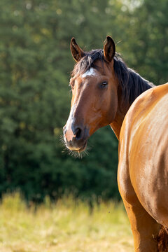 Portrait of a beautiful brown horse standing in a sunlit meadow, with a soft green forest background and warm natural light